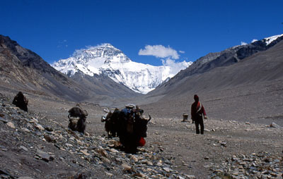 Mt Everest 20 mit Yakkarawane