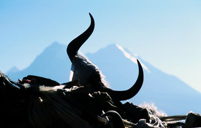 Yakhörner auf Manimauer 01